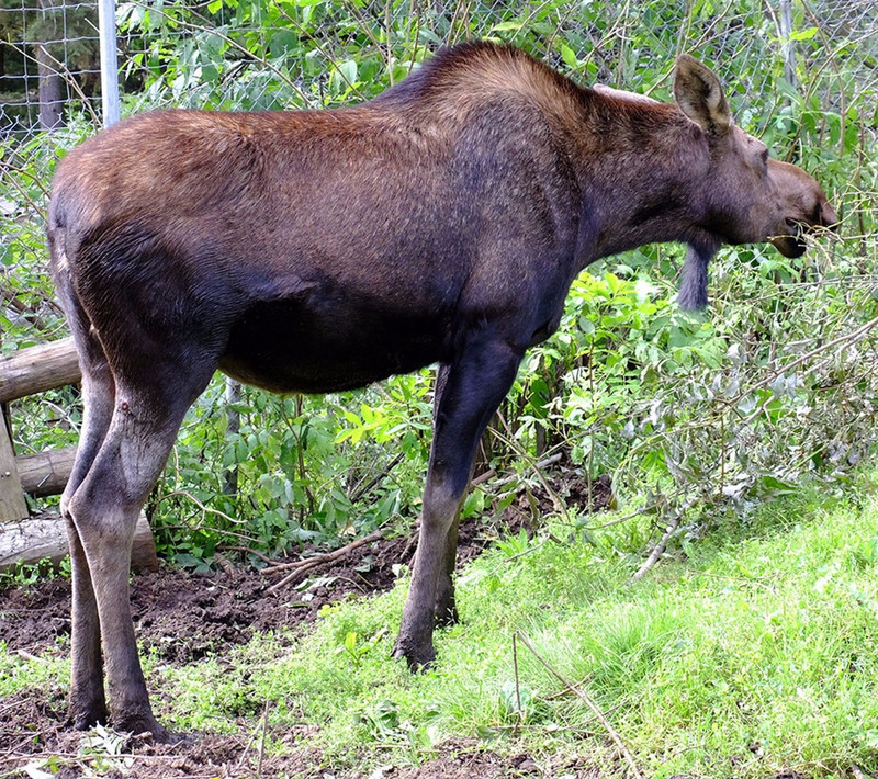 Wish list: Moose -- photo by Philip Chong