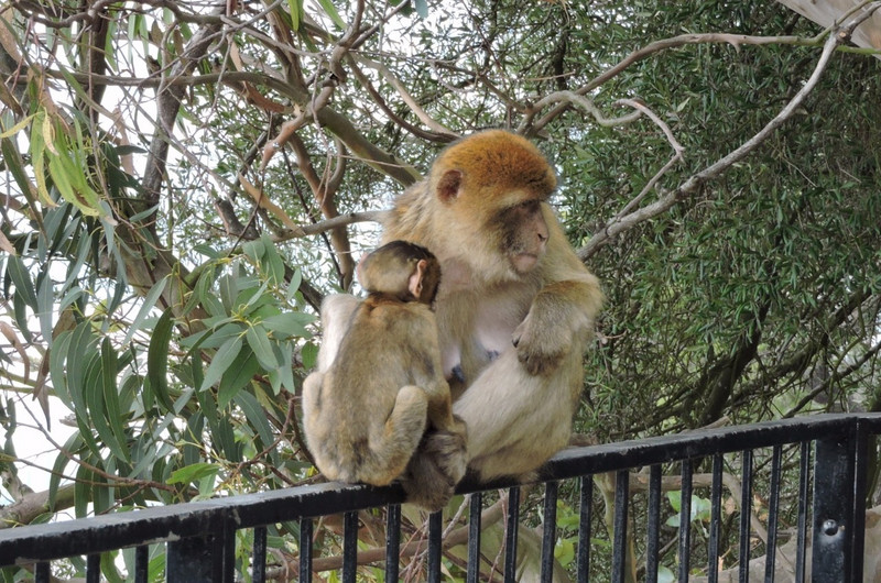 Barbary apes at Gibraltar