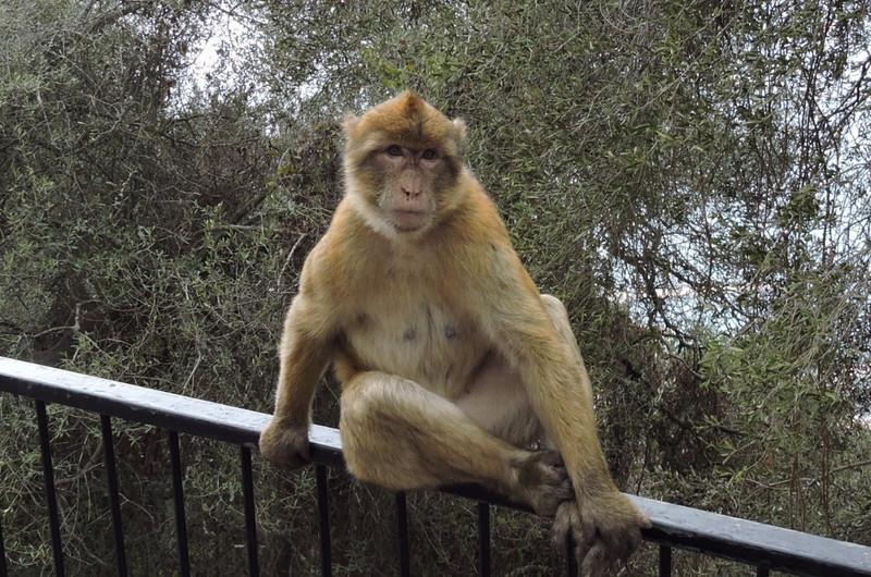Barbary apes at Gibraltar