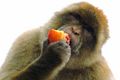 Barbary apes at Gibraltar -- eating a peach