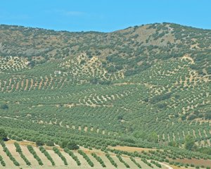 Acres and acres of olive trees