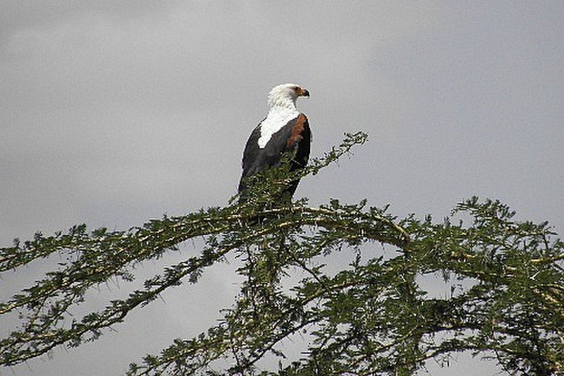 Tanzania answer to American eagle