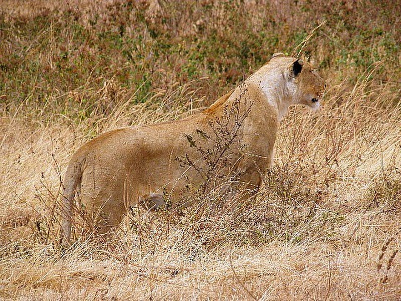 Lioness stalks prey (zebras)
