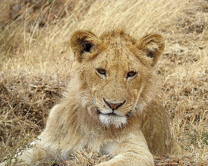 Male cub