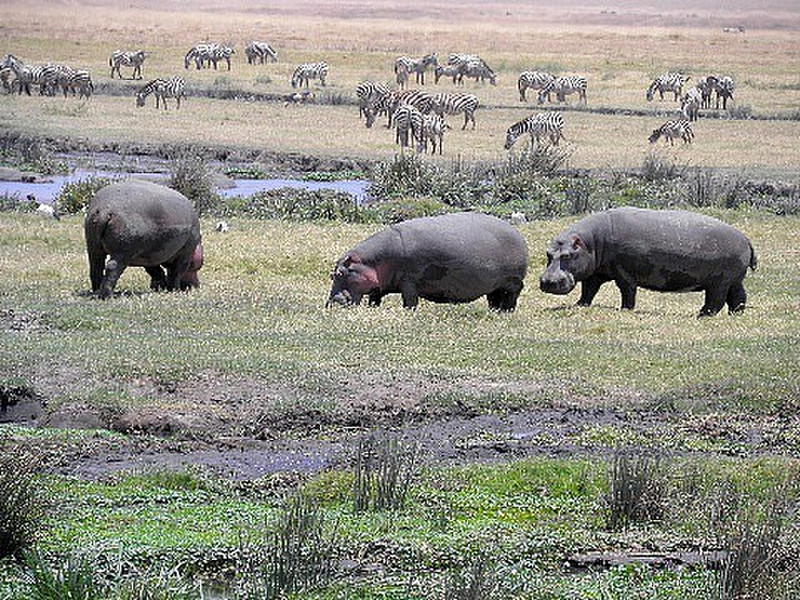 Hippos