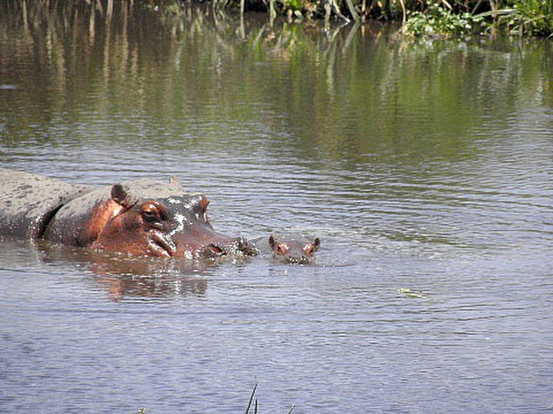 Hippos - mom &amp; baby