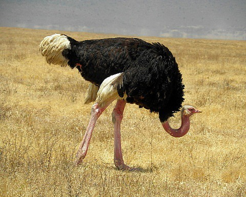 Ostrich -- another one