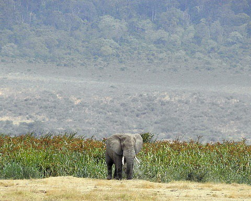 Elephant coming out of swamp