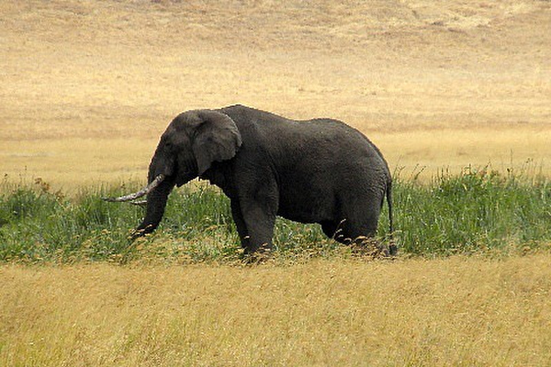 Elder elephant