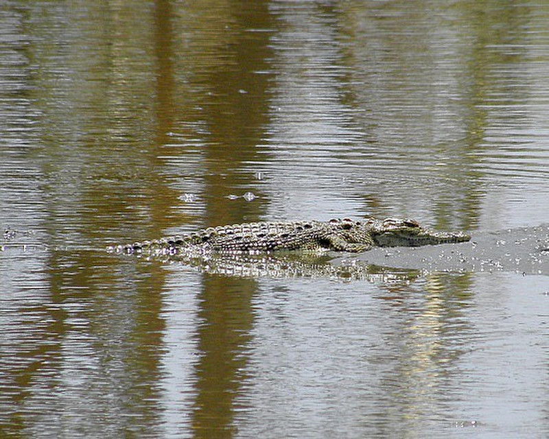Crocodile, juvenile