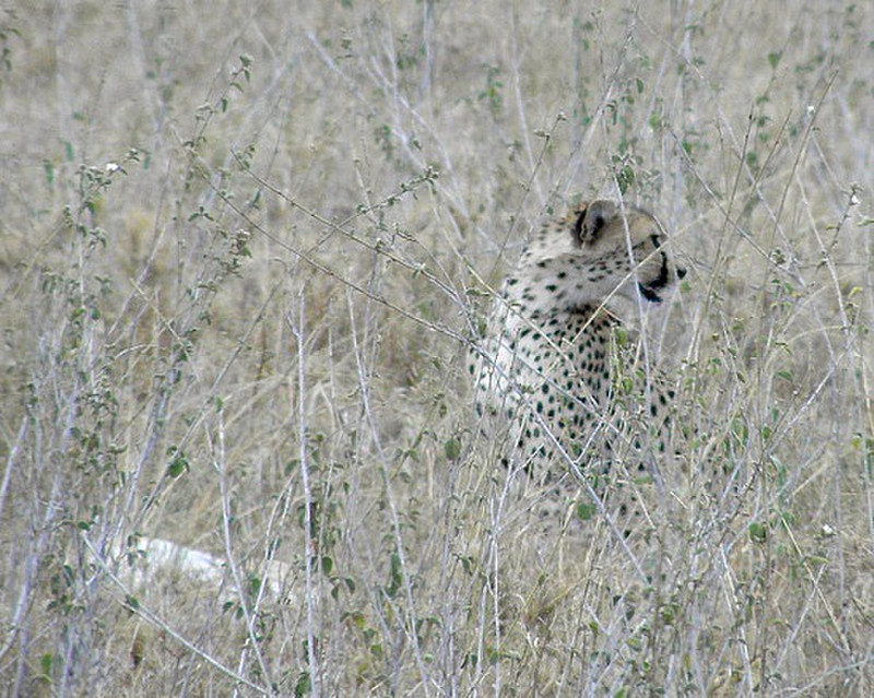 Cheetach with her kill (a gazelle)