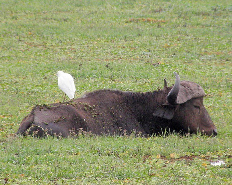 Cape buffalo with cattle egret