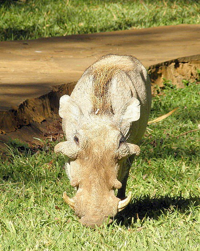 Pet warthog