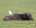 Cape buffalo with cattle egret