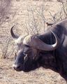 Cape buffalo with ox pecker birds on nose