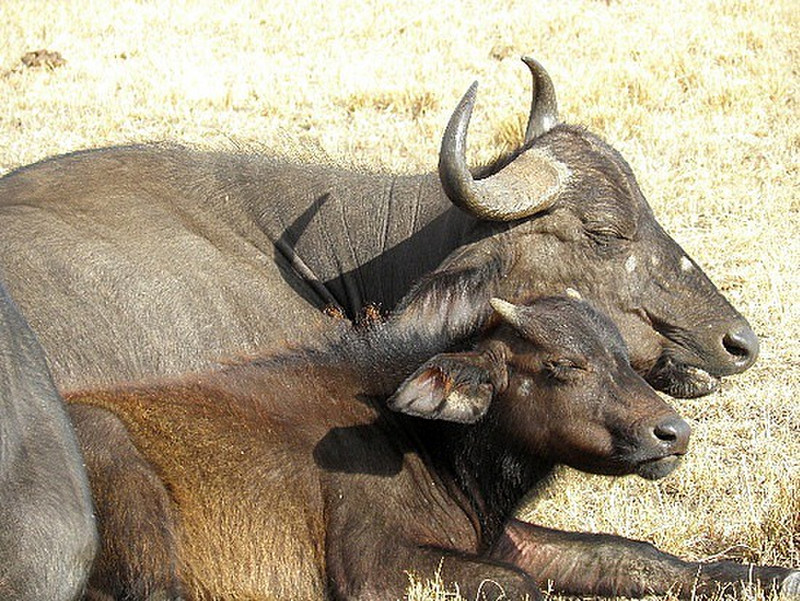 Baby Cape Buffalo