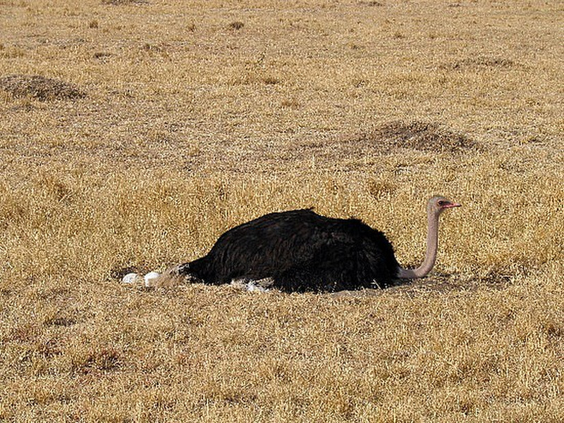 Daddy ostrich on nest of eggs