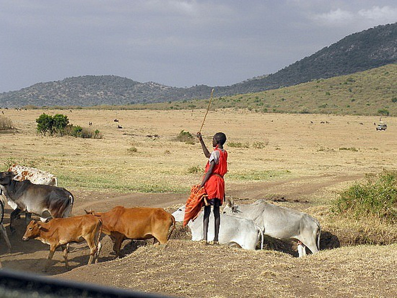 Masai and herd