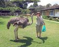 Annie feeds ostrich