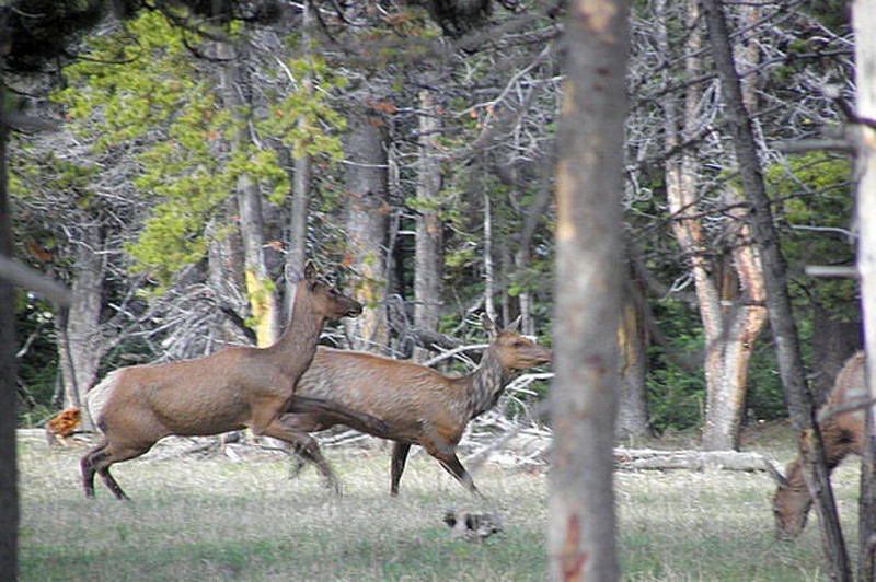 Yellowstone NP elk