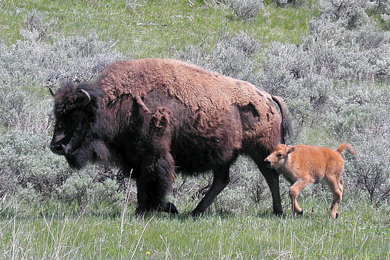 Bison and calf at Yellowstone