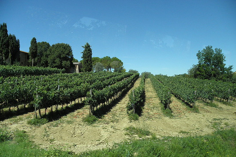 Tuscan vineyard