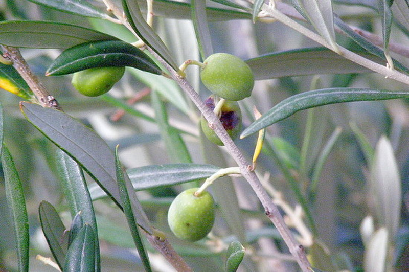 One of Italy&#39;s premier exports: the olive