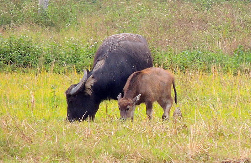 water buffalo family