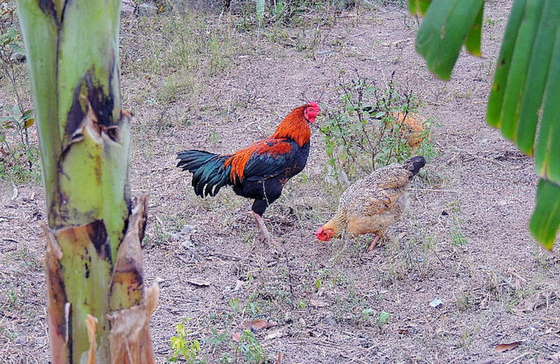 Farm village rooster