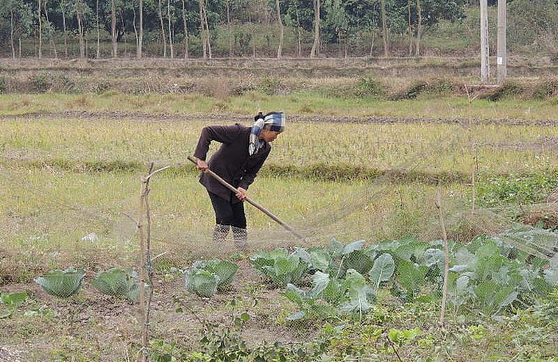Dong Minh rice farmer