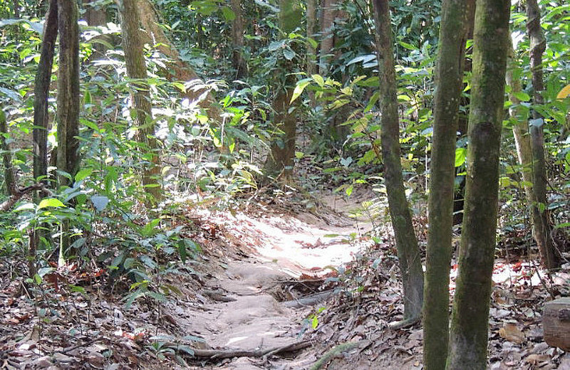 jungle path for guerillas