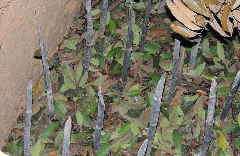 Bamboo spears killed soldiers who stepped on trap 