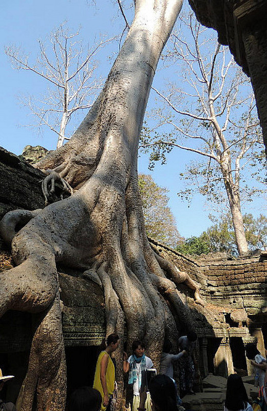 Trees have over taken Taprohm Temple