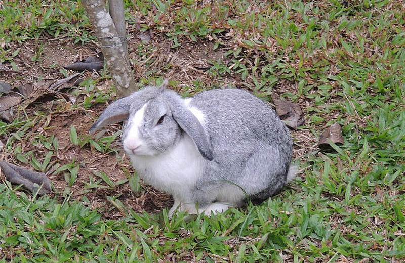 Lop-eared bunny outside our room this morning