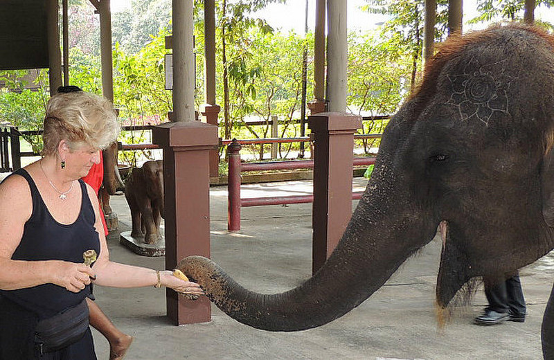 Feeding bananas to elephants at Thai Village