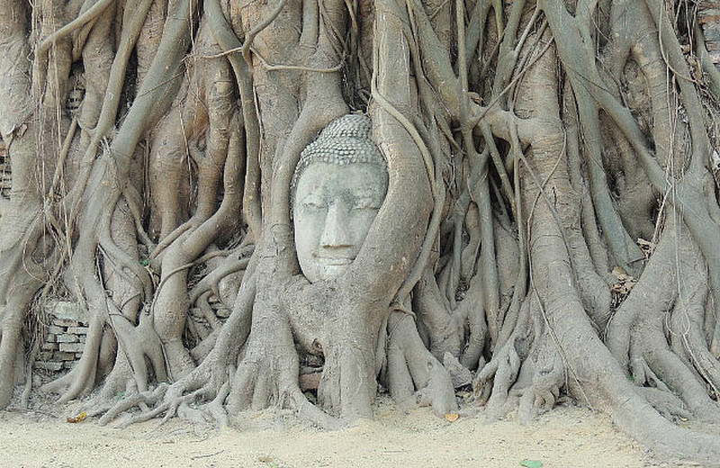 Buddha head overgrown by fig tree in Wat Mahatat