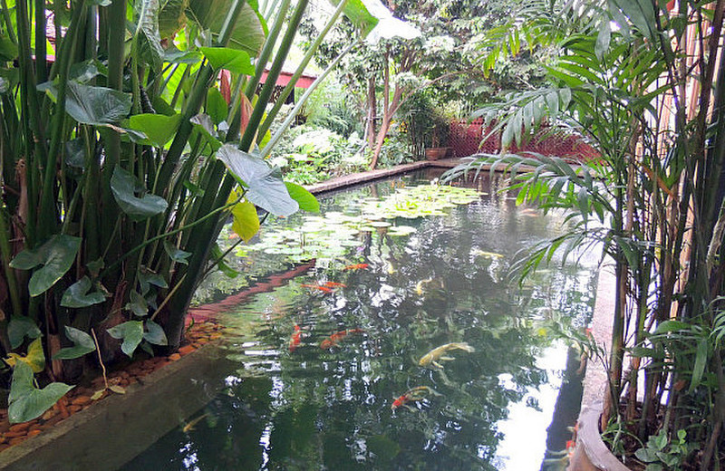Koi Pond at Jim Thompson House