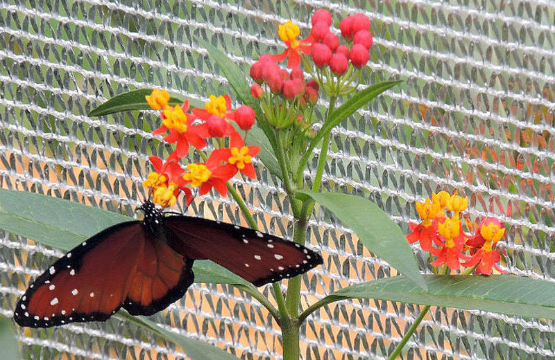 EPCOT Butterfly House