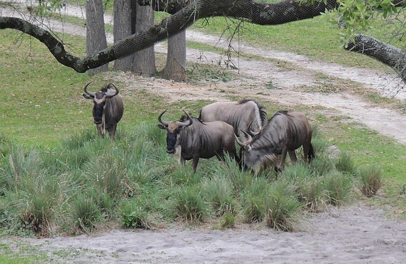 Wildebeests at Kidani Village