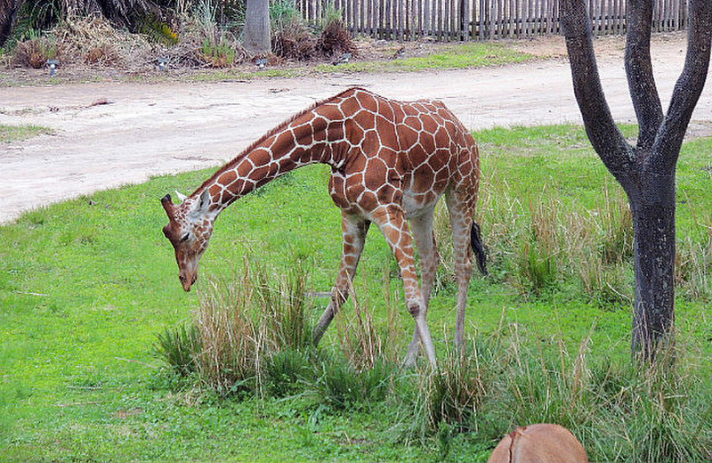 Giraffes in the Serengeti of Animal Kingdom Lodge