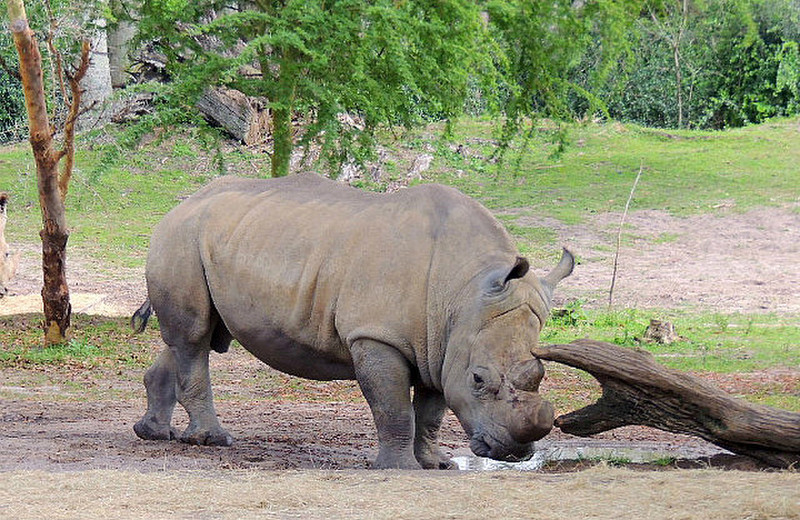 Rhino on Kilimanjaro Safari ride
