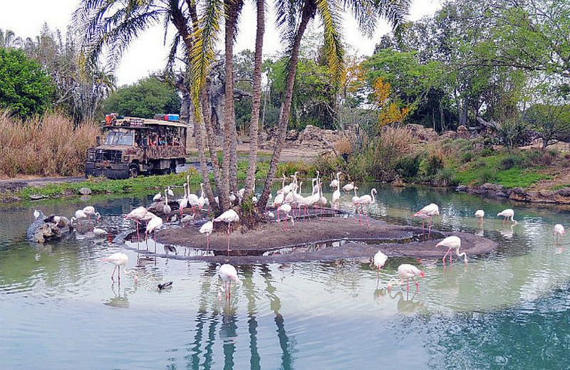 Flamingos on Kilimanjaro Safari Ride