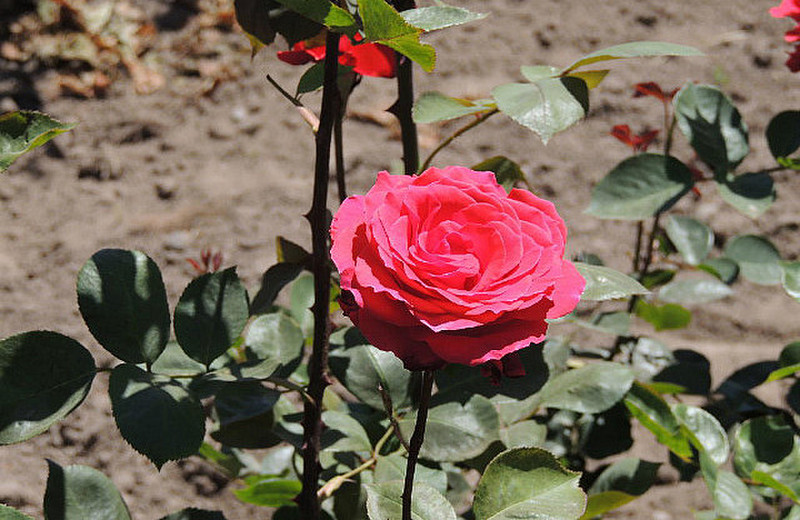 Roses aid in minding the grapevines