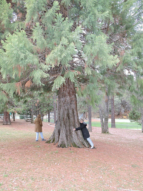 Sequoia tree hugger
