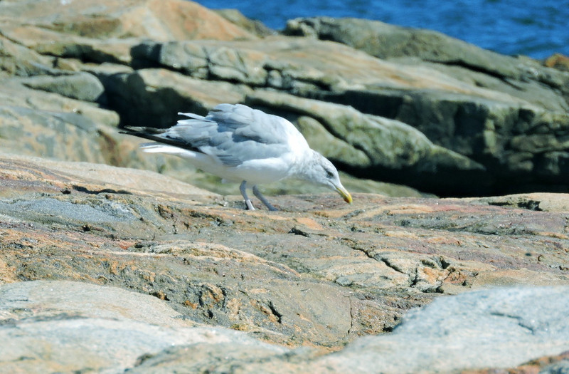 Sea gull lunching near sea