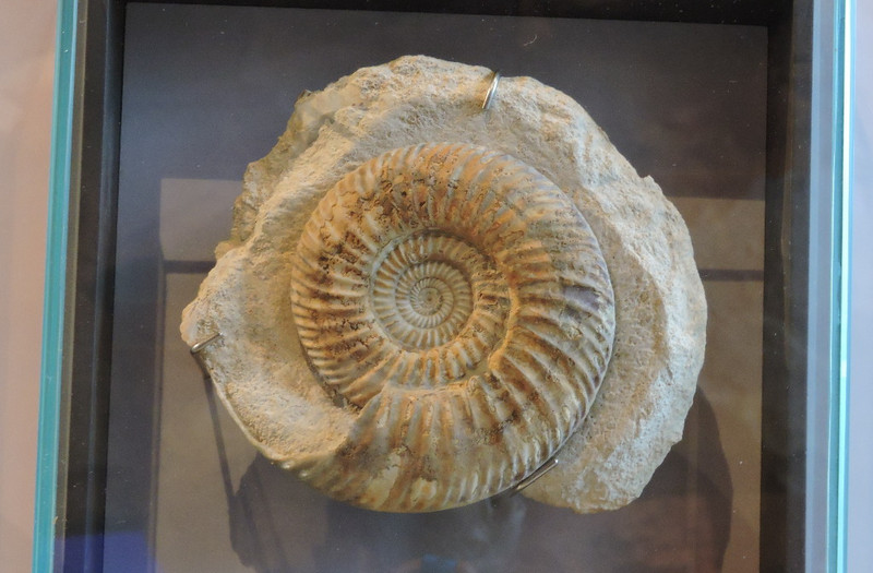 Joggins fossil
