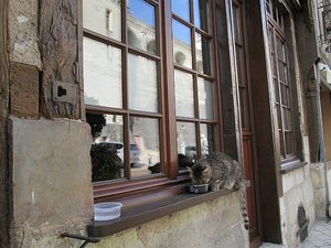 Kitty with a view of Amboise Castle