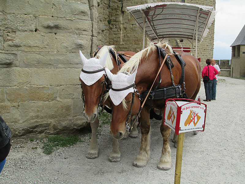Horses at Carcassonne