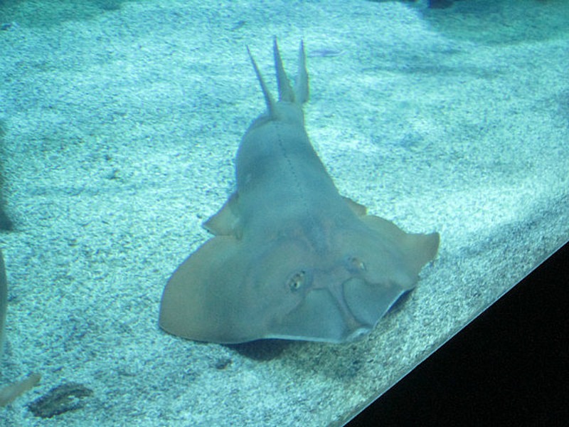 Giant guitarfish