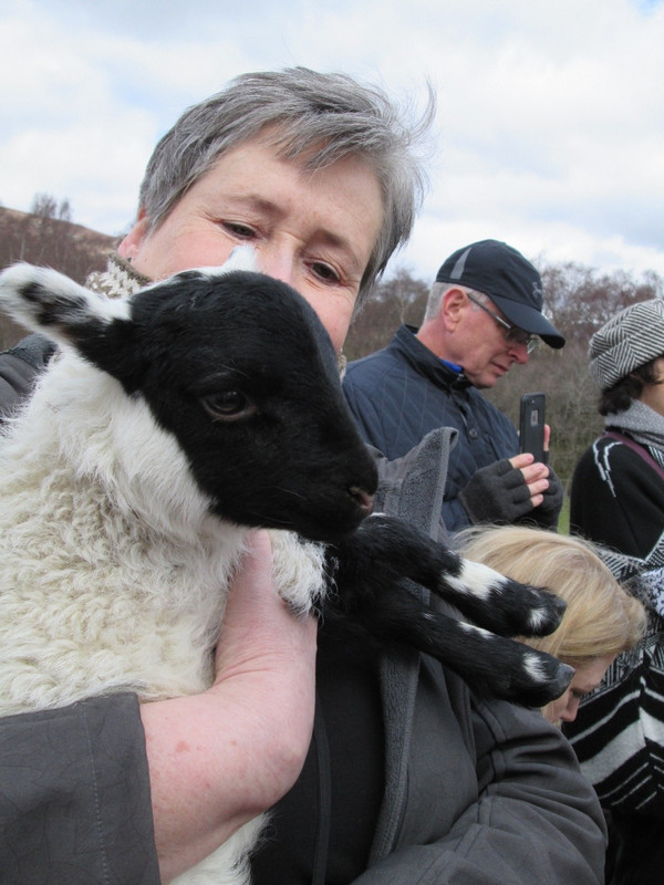 Kerry with the black-faced lamb